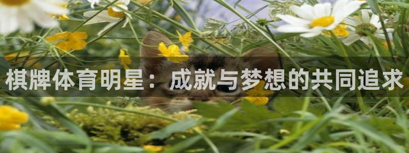 球速体育：棋牌体育明星：成就与梦想的共同追求